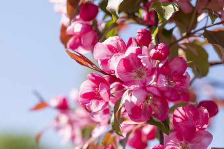 Malus 'Makamik' mit Blüte, erhältlich von 60-100 bis 450-650 cm ;;ab 16,60 Euro