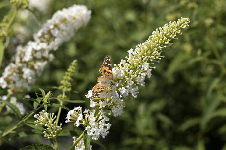 Buddleja davidii 'Nanho White' mit Blüte, erhältlich von 60-100 bis 125-150 cm ;;ab 13,00 Euro