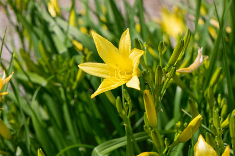 Hemerocallis minor mit Blüte ;;ab 5,55 Euro