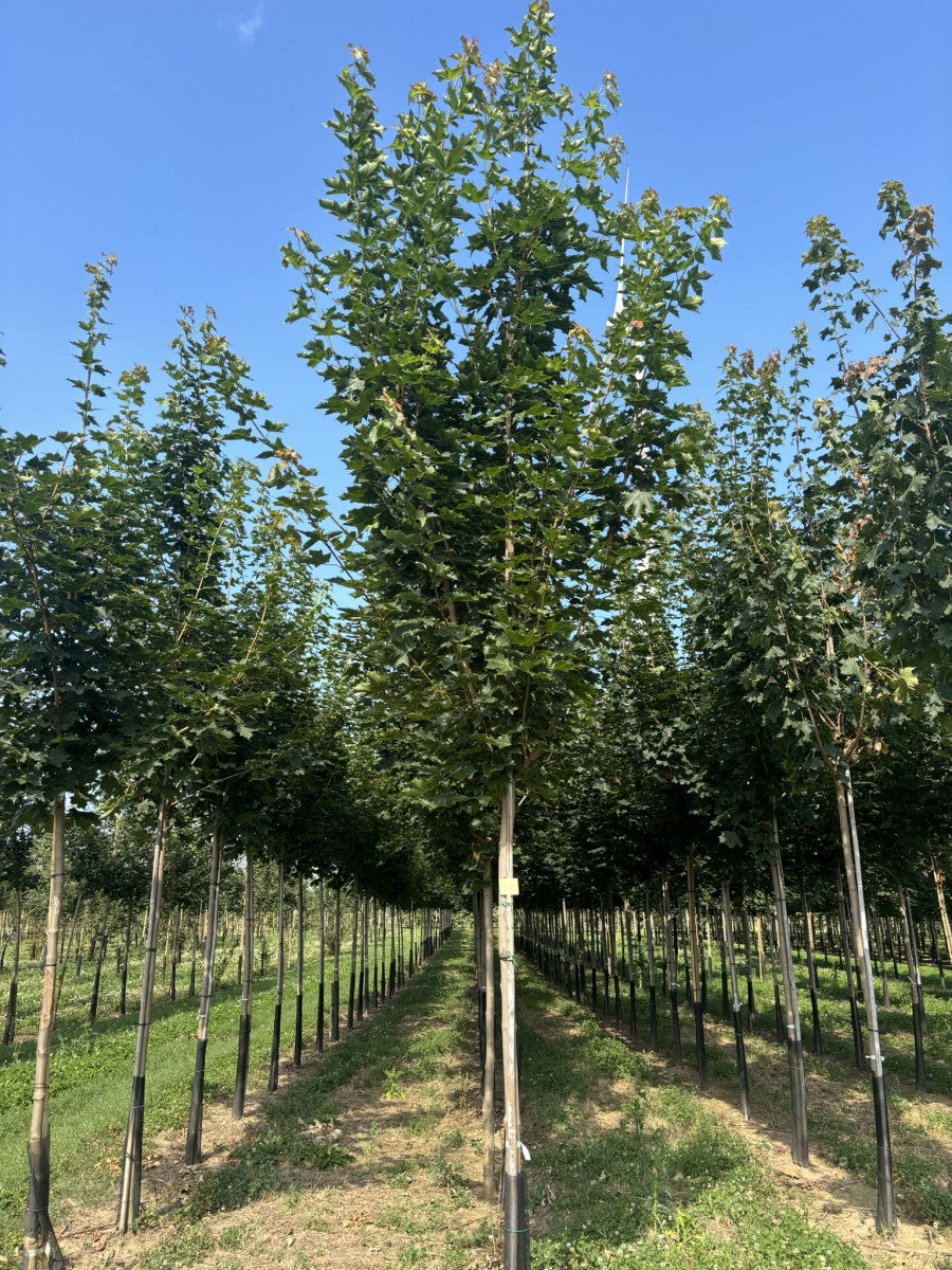 Acer platanoides 'Emerald Queen' (Kegelförmiger Spitzahorn 'Emerald Queen')