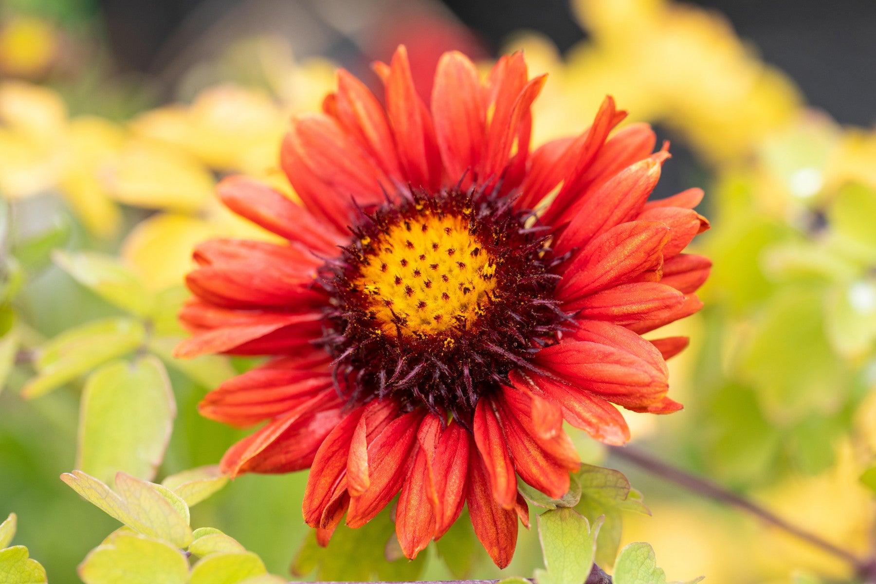 Gaillardia x grandiflora 'Burgunder' (Großblumige Garten-Kokardenblume)