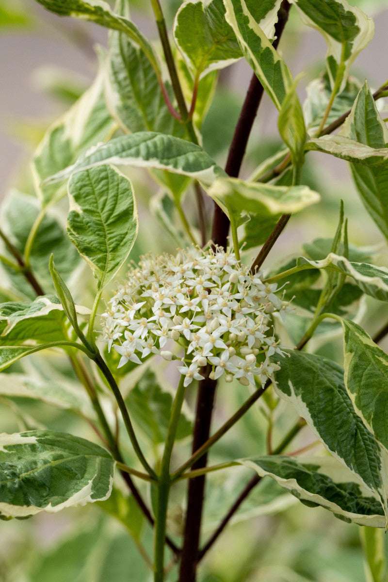 Cornus alba variegata mit Blüte ; Einsatz: Bienenweide ; Pluspunkt: dekorativ;;mit zeitnaher Lieferung