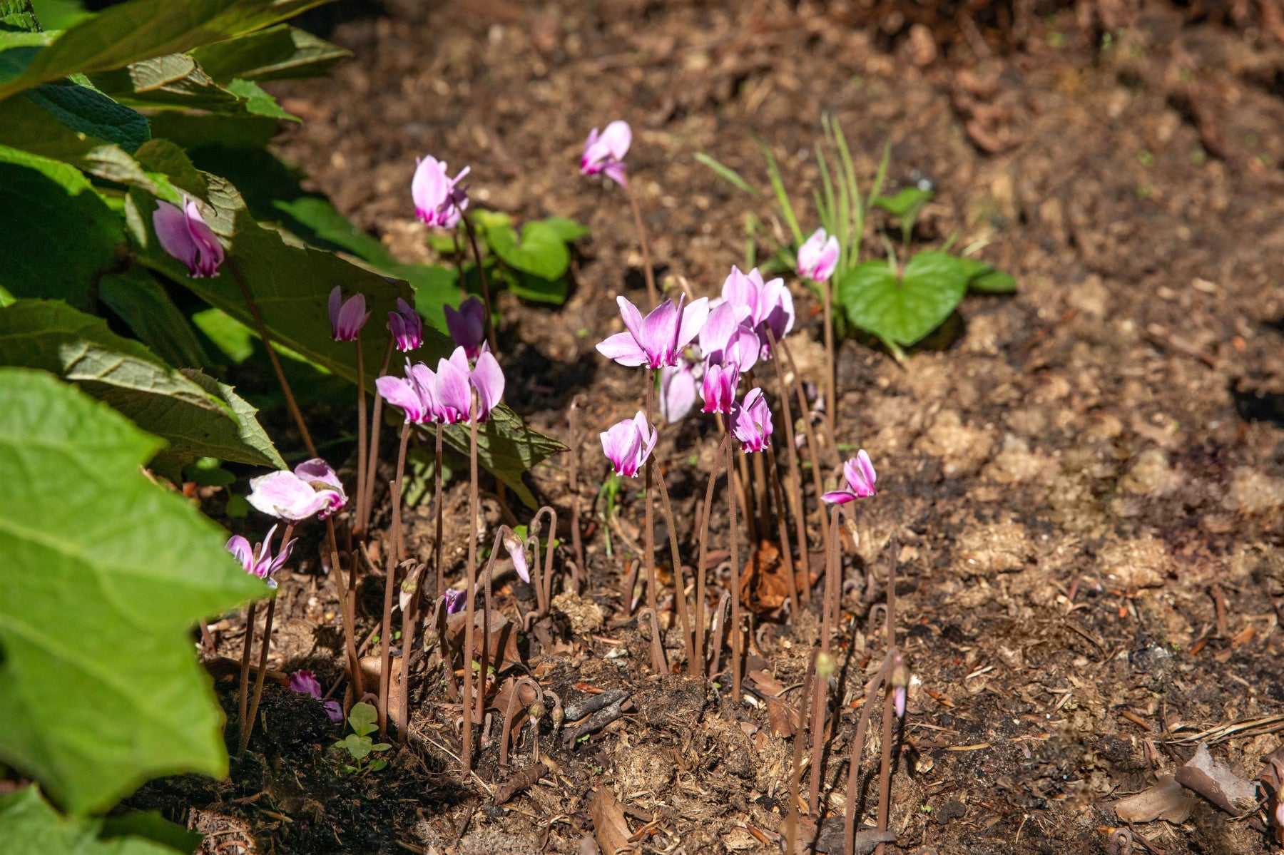 Cyclamen hederifolium (Herbst-Alpenveilchen)