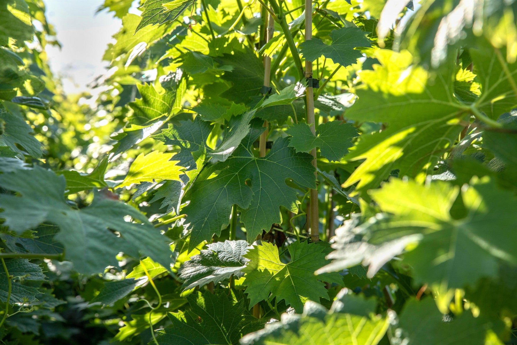 Vitis 'Hecker' (Tafeltraube 'Hecker' -S-)