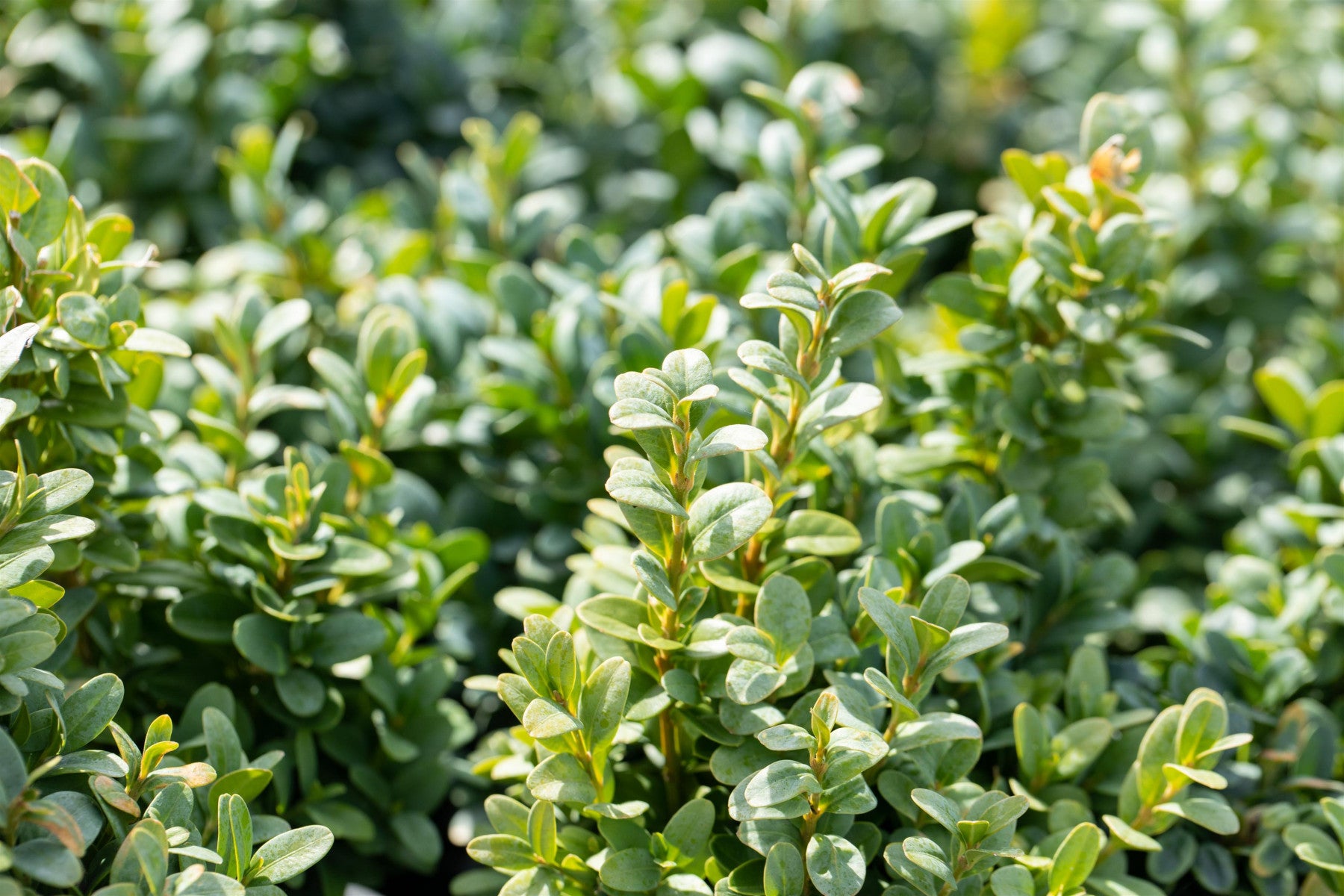 Buxus sempervirens 'Bullata' (Buchsbaum 'Bullata')