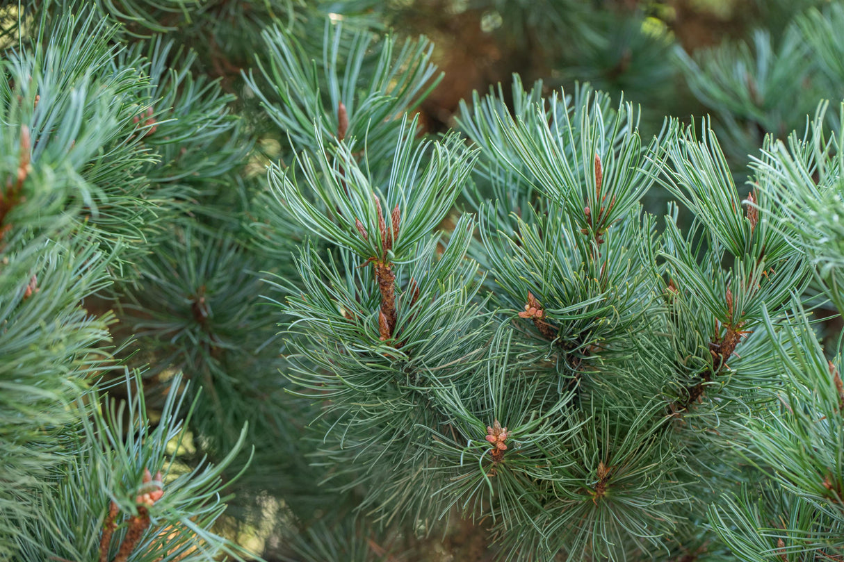 Pinus pumila 'Glauca' , erhältlich von 15-20 bis 70-80 cm ;;ab 34,60 Euro