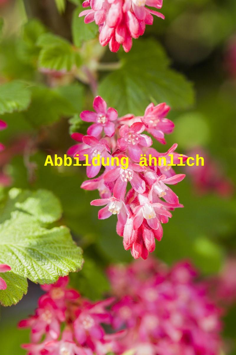 Ribes sanguineum 'Pulborough Scarlet' (Zierjohannisbeere 'Pulborough Scarlet')