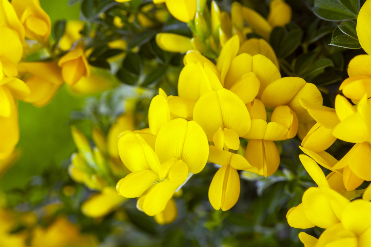 Genista tinctoria 'Royal Gold' mit Blüte, erhältlich von 20-30 bis 30-40 cm ;;ab 11,40 Euro