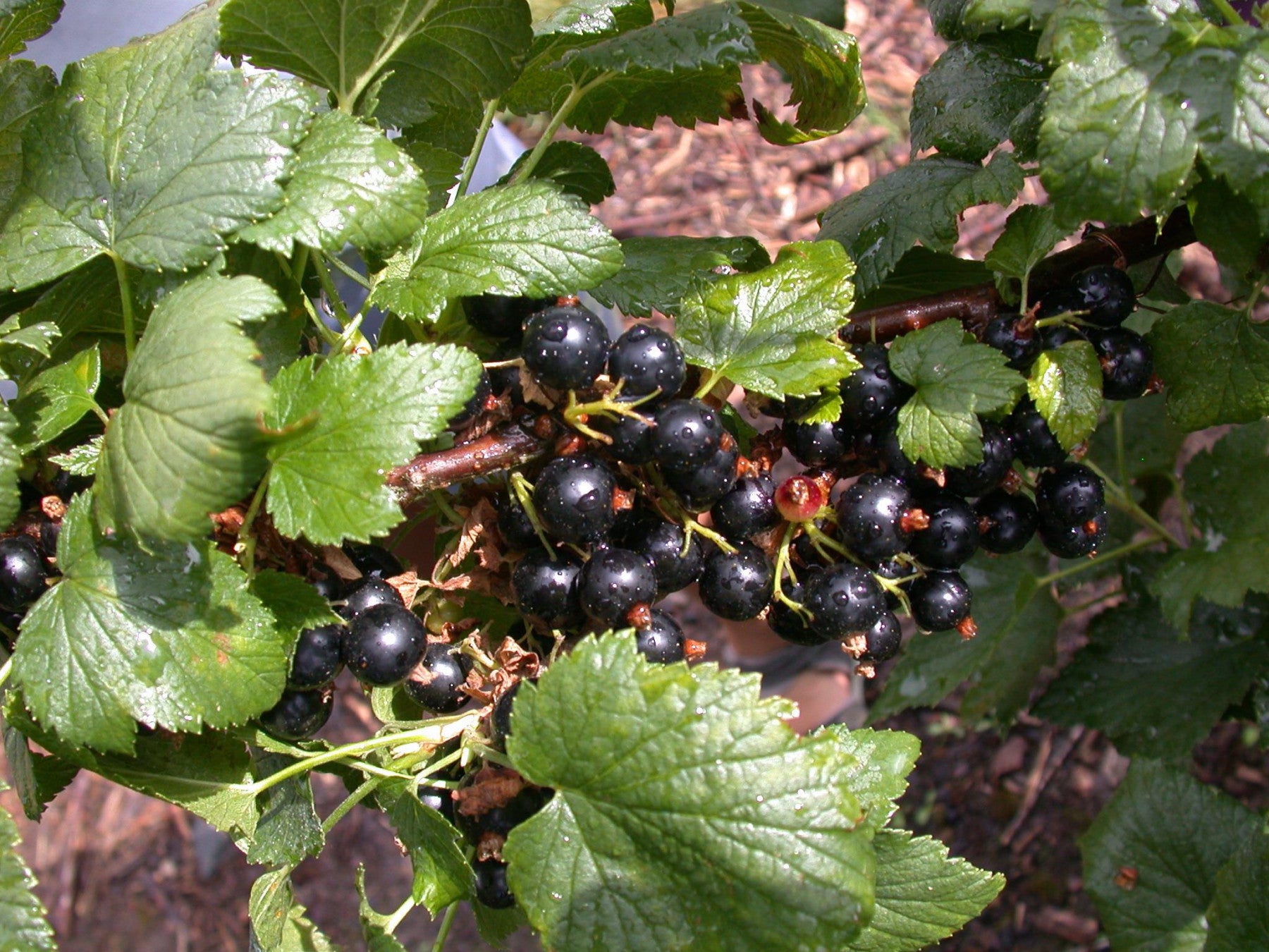 Ribes nigrum 'Ben Lomond' (Johannisbeere 'Ben Lomond')