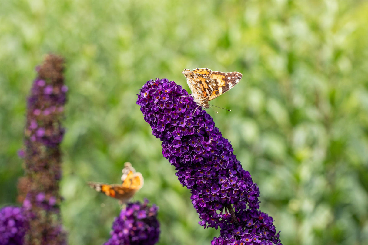 Flachwurzler mit Blüte, erhältlich als: Solitär ; Einsatz: Schmetterlingsstrauch ; Pluspunkt: pflegeleicht;;günstig mit Qualität