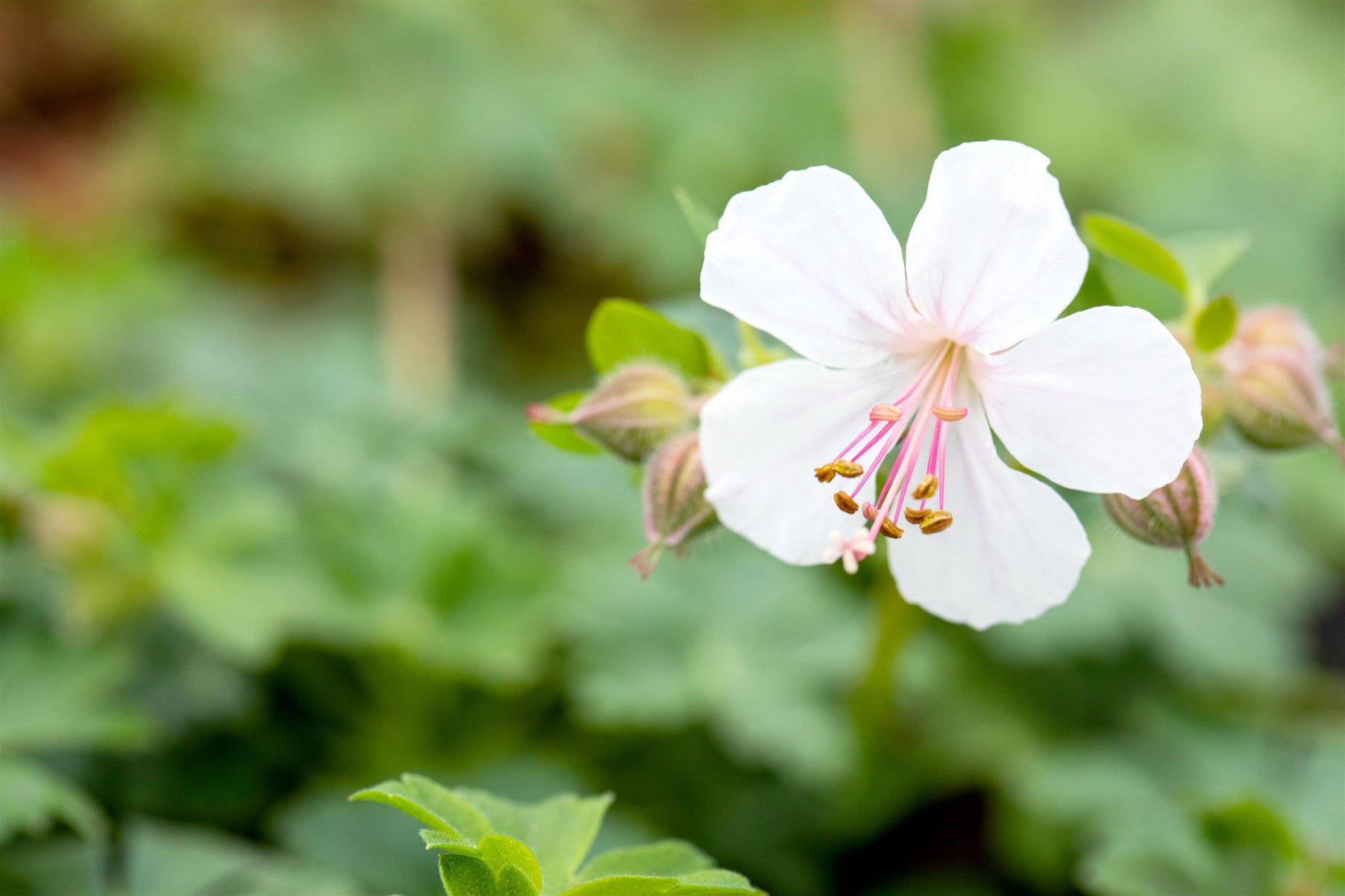 Geranium x cantabrigiense 'Biokovo' (Cambridge-Bastard-Storchschnabel)