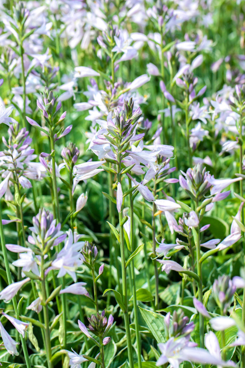 Hosta x fortunei 'Francee' (Graublättrige Weißrand-Garten-Funkie)