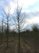 Stieleiche mit Winterlaub ; Einsatz: Alleenbaum ; Pluspunkt: dekorative Herbstfärbung;;Pflanzen vom Profi