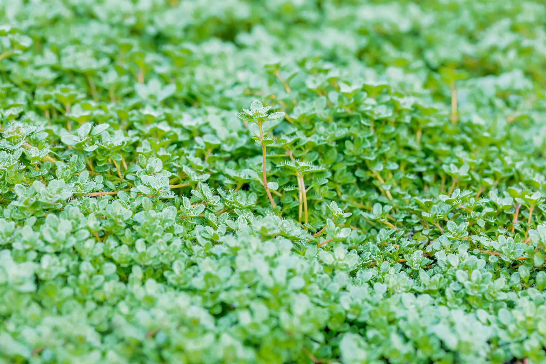 Thymus praecox 'Minor' (Zwergiger Garten-Thymian)