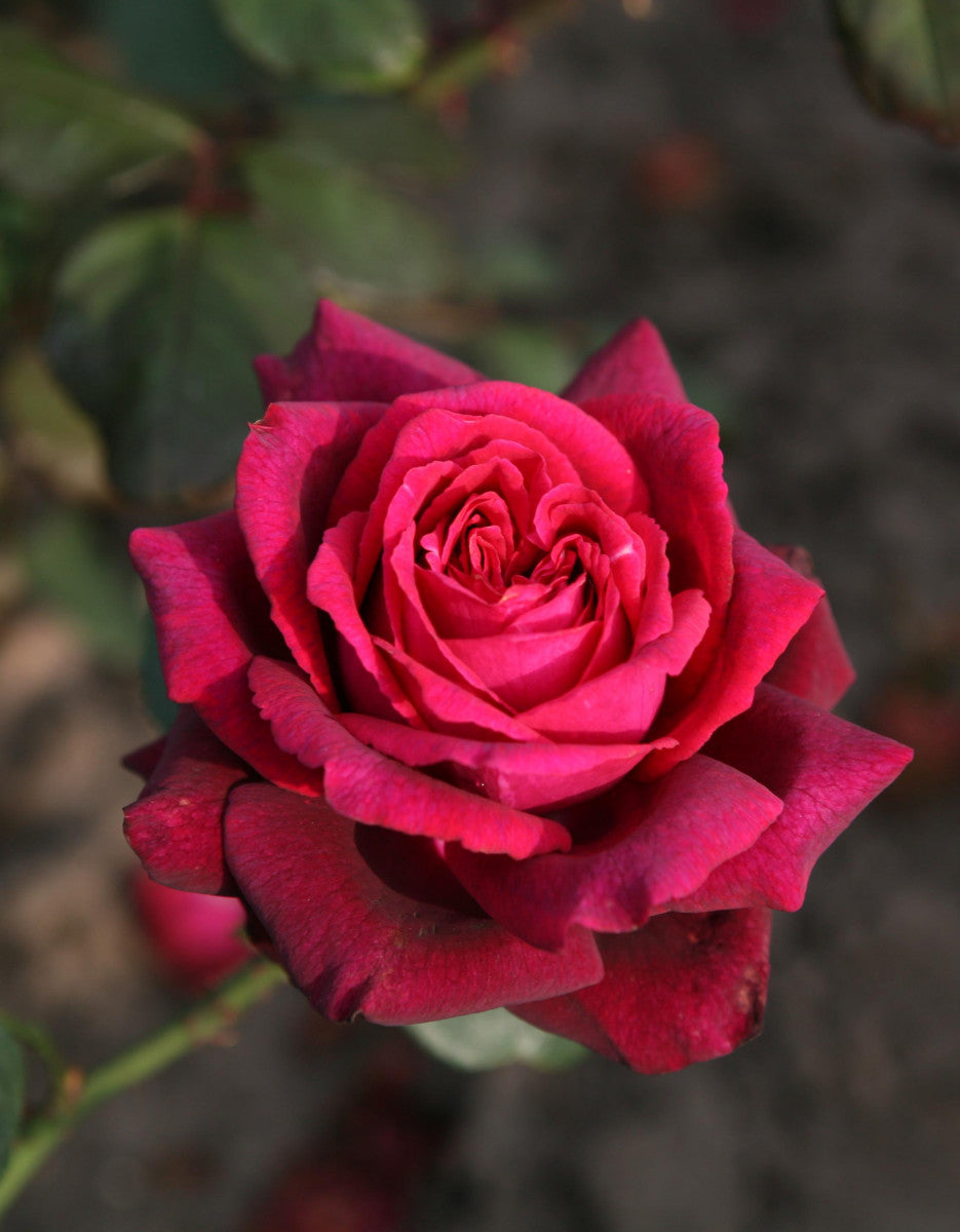 Rosa 'Gräfin Diana' TH mit Blüte ;;ab 11,80 Euro