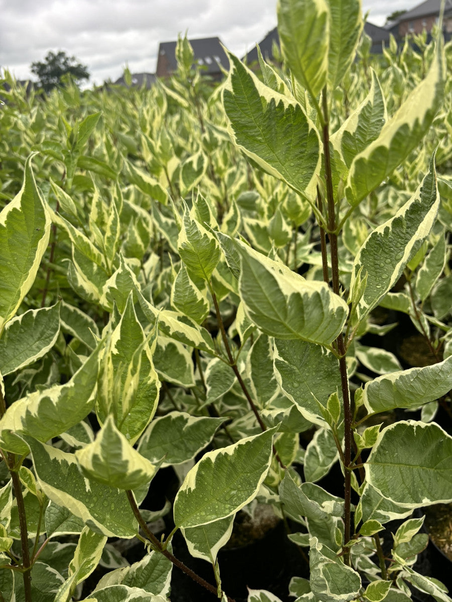 Cornus alba 'Elegantissima' (Weißbunter Hartriegel)