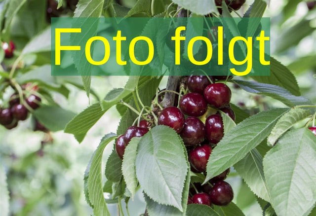 Bild wird ergänzt für Prunus av. 'Döniss. Gelbe Knorpelk. ' (Süßkirsche 'Dönissens Gelbe Knorpel' 6. KW)