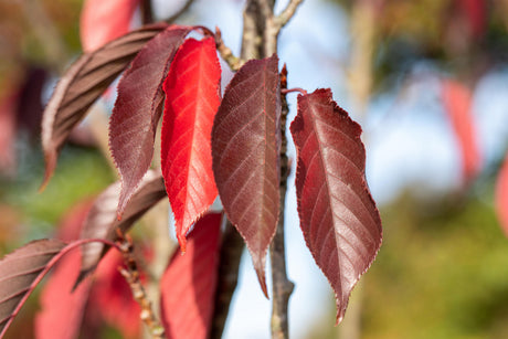 japanische nelkenkirsche 'royal burgundy' mit Belaubung, erhältlich als: Solitär, verschulte Sträucher ; Einsatz: Solitärpflanze ; Pluspunkt: dekorative Blüten;;günstig mit Qualität