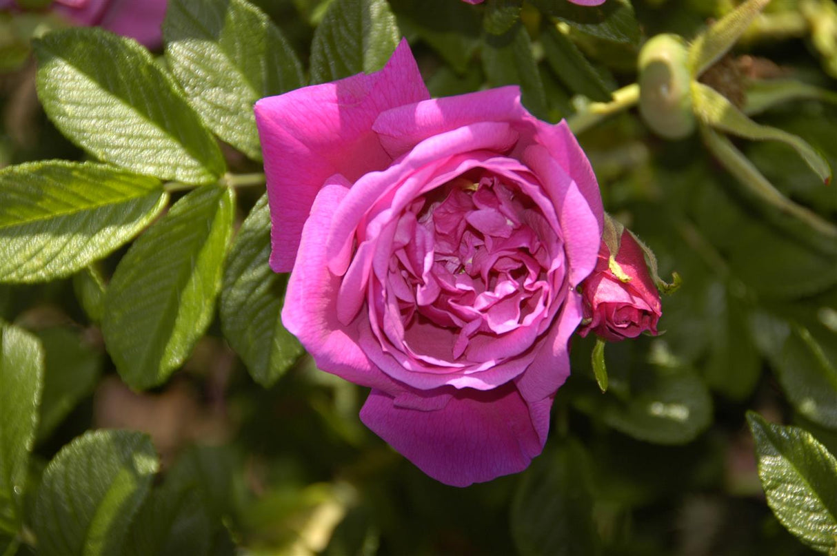 Rosa 'Rosa Zwerg' BDR mit Blüte ;;ab 8,10 Euro