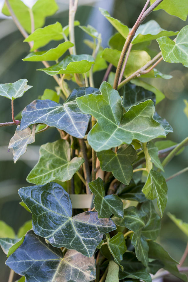 Hedera helix hibernica , erhältlich von 80-100 bis 150-200 cm ;;ab 24,60 Euro