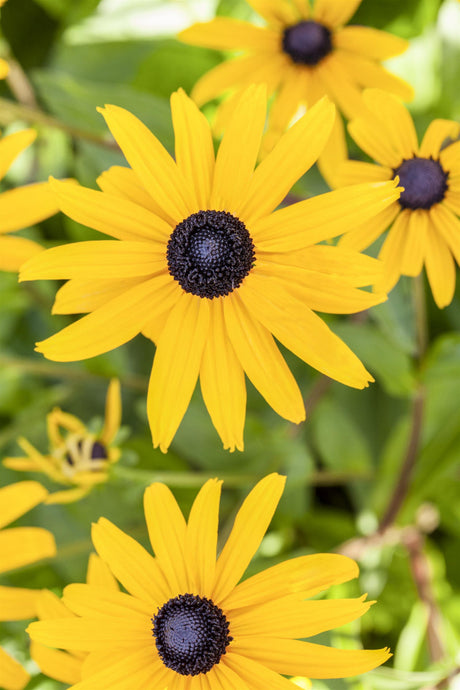 Rudbeckia fulgida sullivantii 'Goldsturm' mit Blüte ;;ab 3,30 Euro