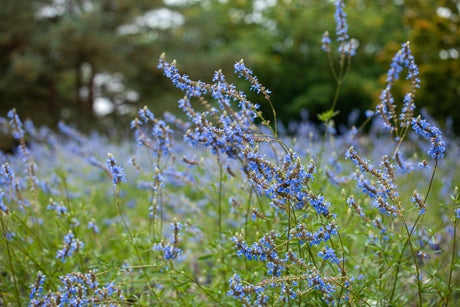 Salvia uliginosa mit Blüte ;;ab 7,35 Euro