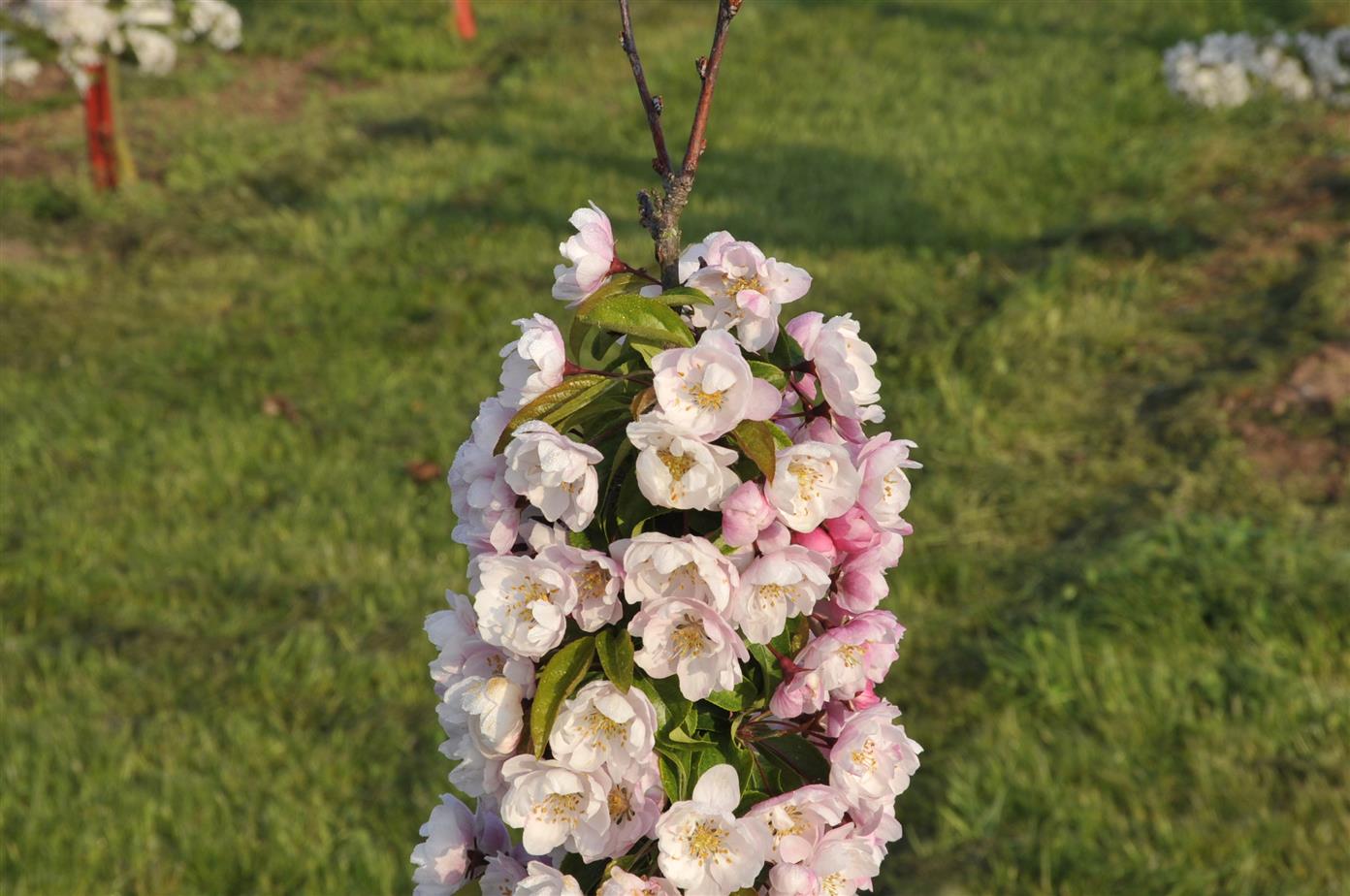 Malus 'Van Eseltine' (Zierapfel 'Van Eseltine')