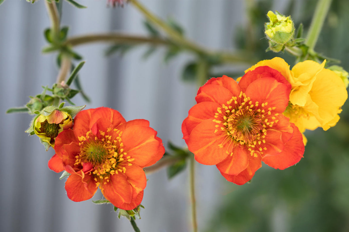 Geum coccineum 'Werner Arends' mit Blüte ;;ab 5,30 Euro