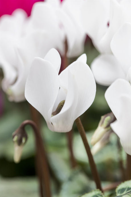 Cyclamen coum ssp. coum mit Blüte ;;ab 7,35 Euro