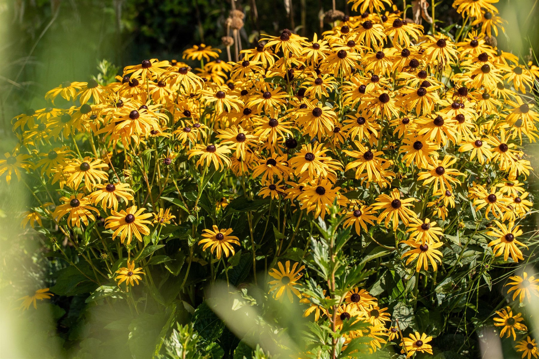 Rudbeckia fulgida (Gewöhnlicher Sonnenhut)