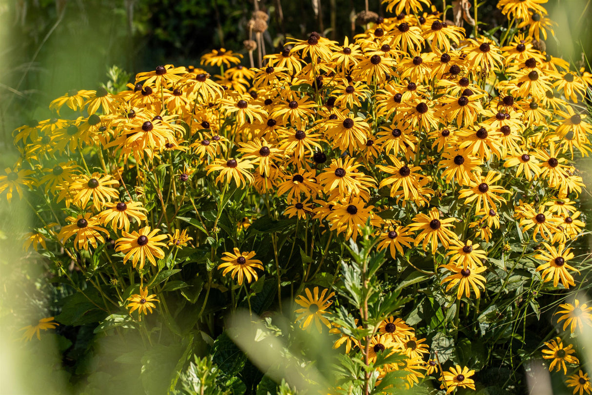 Rudbeckia fulgida mit Blüte ;;ab 4,30 Euro