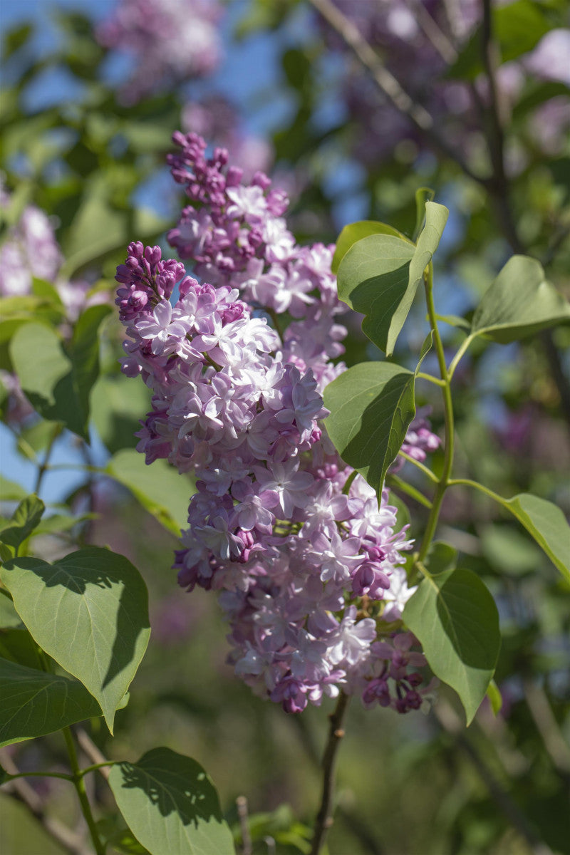 Syringa vulg. 'Michel Buchner' (Edelflieder 'Michel Buchner')