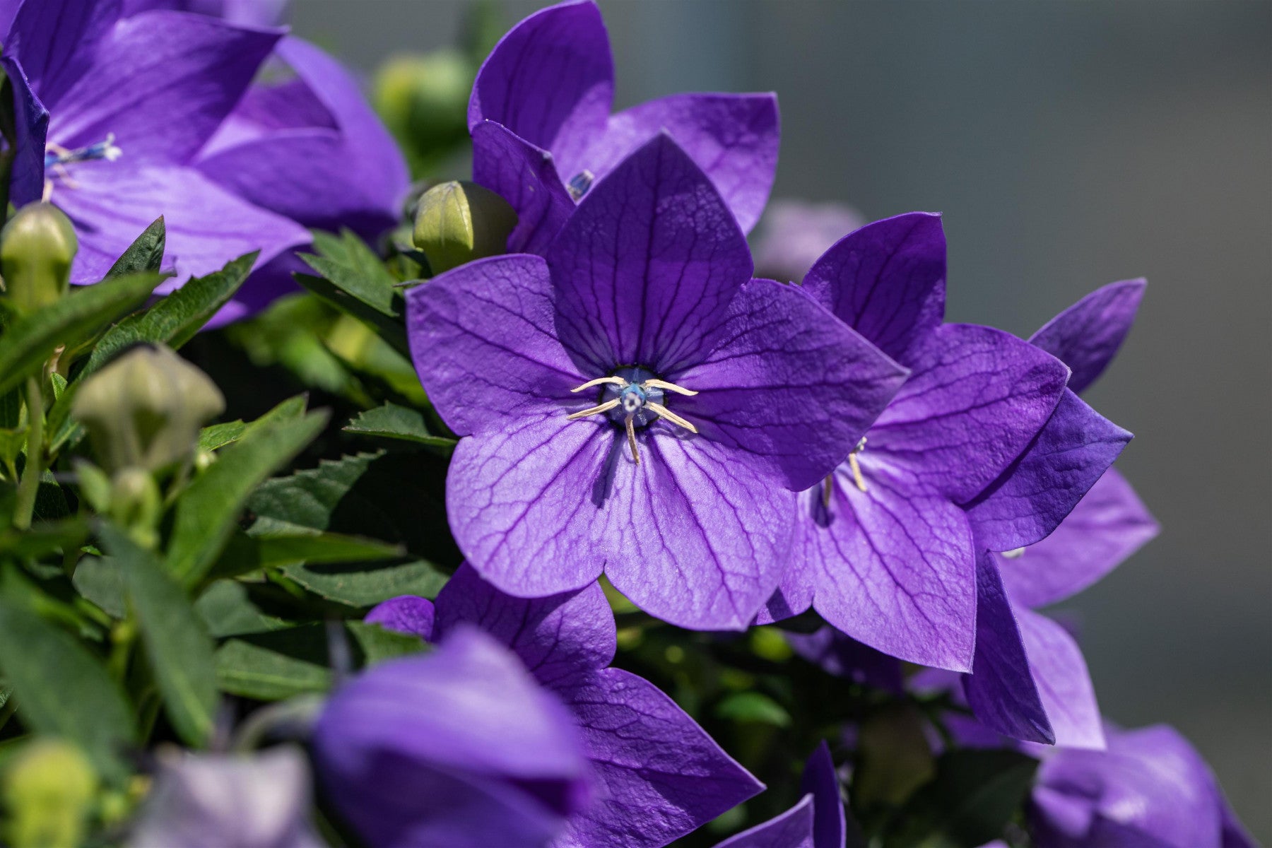 Platycodon grandiflorus 'Mariesii' (Großblütige Garten-Ballonblume)