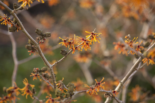 Hamamelis interm. 'Aphrodite' mit Blüte, erhältlich von 40-60 bis 80-100 cm ;;ab 47,20 Euro