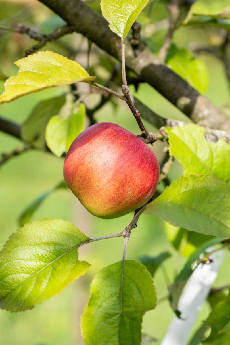 Malus 'Discovery' (Apfel 'Discovery' früh)