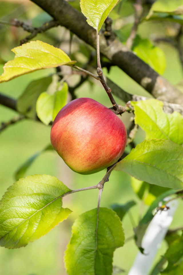 Malus 'Discovery' mit Früchten, erhältlich von 150-200 bis 450-650 cm ;;ab 34,60 Euro