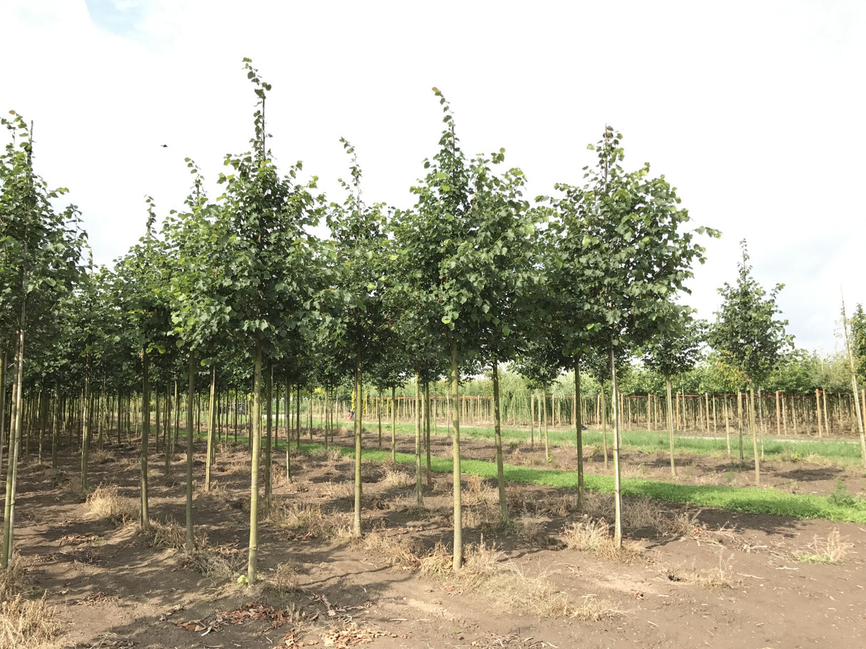 Tilia cordata 'Greenspire' , erhältlich von 270-330 bis 450-650 cm ;;ab 198,00 Euro