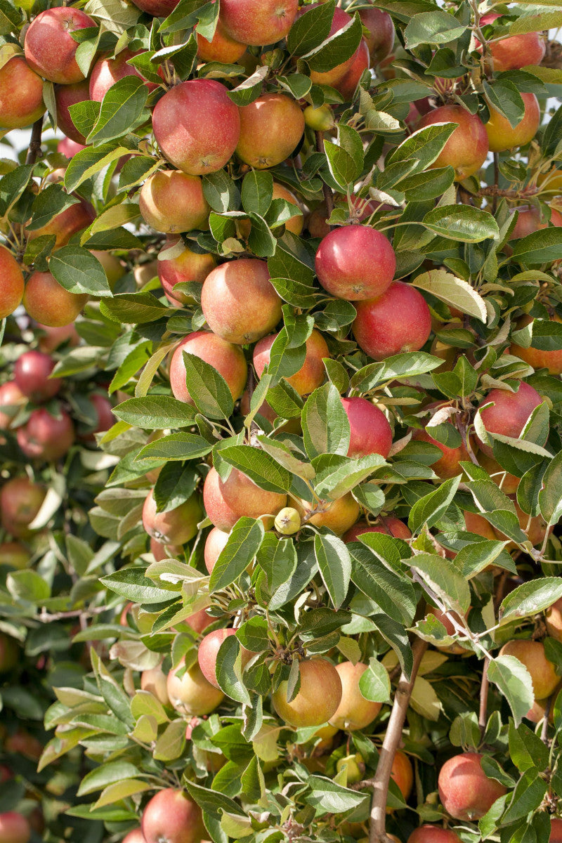 Malus 'Fuji' mit Früchten, erhältlich von 150-200 bis 450-650 cm ;;ab 34,60 Euro