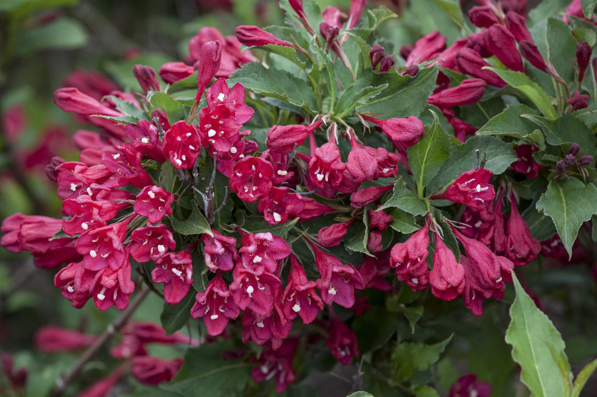 Weigela 'Lucifer' , erhältlich von 40-60 bis 80-100 cm ;;ab 15,20 Euro