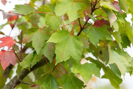 Acer rubrum 'Armstrong' , erhältlich von 270-330 bis 450-650 cm ;;ab 308,00 Euro