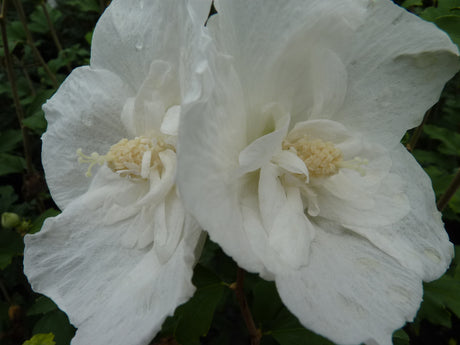 Rose of Sharon 'White Chiffon' mit Blüte, erhältlich als: Solitär ; Einsatz: Hecke ; Pluspunkt: pflegeleicht;;günstig mit Qualität