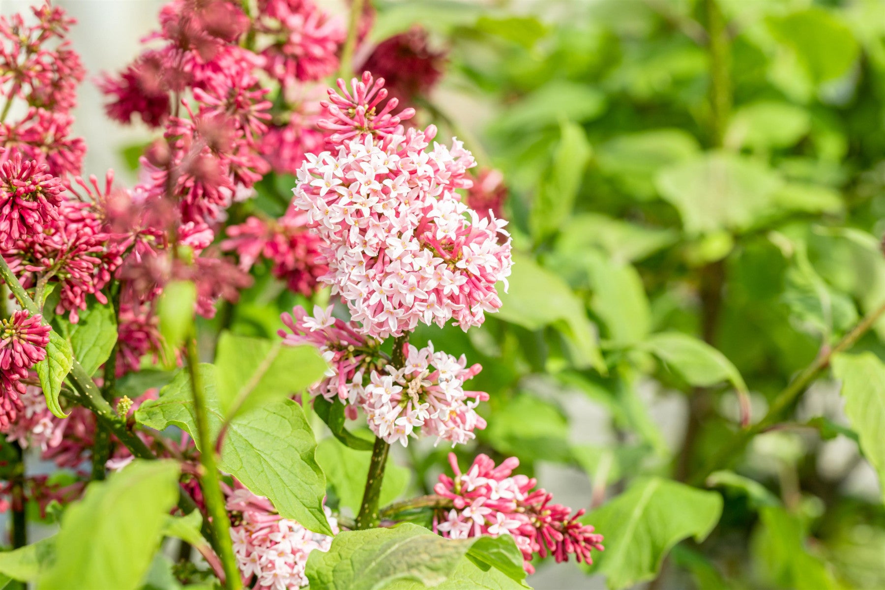 Syringa prestoniae 'Miss Canada' (Bot. Flieder 'Miss Canada')