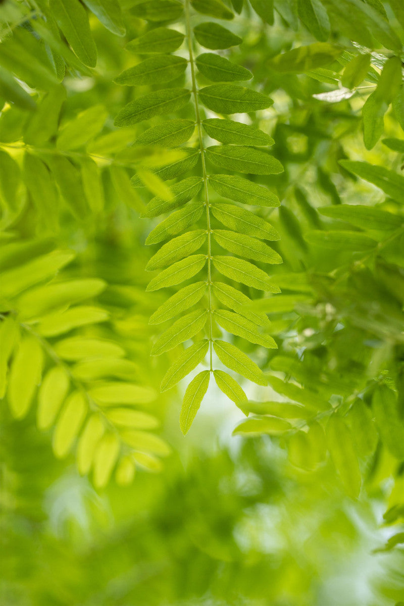 Gleditsia triacanthos (Lederhülsenbaum)