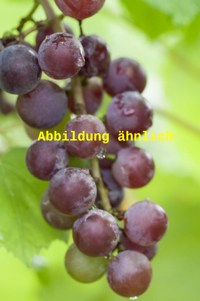 Vitis 'Leon Milot' (Weintraube 'Leon Milot')