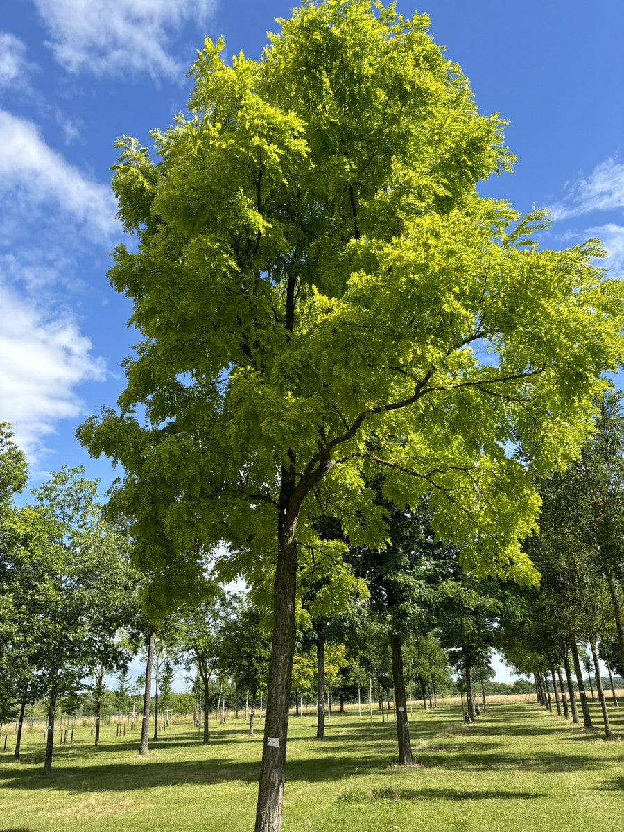 Robinia pseudoac. 'Frisia' , erhältlich von 270-330 bis 450-650 cm ;;ab 436,00 Euro