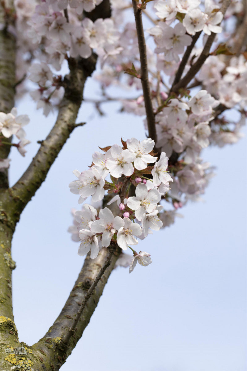 Prunus hillieri 'Spire' (Schlanke Blütenkirsche)