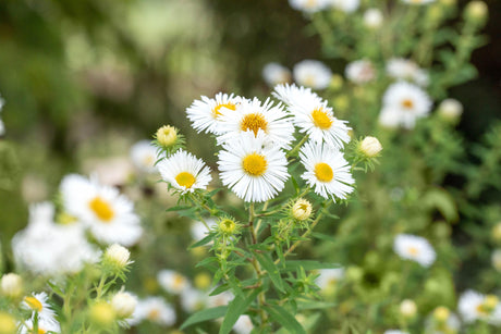 Aster novae-angliae 'Herbstschnee' mit Blüte ;;ab 4,65 Euro