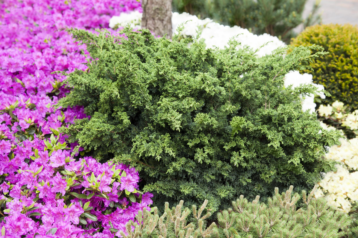 Juniperus chin. 'Blaauw' als Pflanze im Beet, erhältlich von 20-25 bis 70-80 cm ;;ab 19,80 Euro