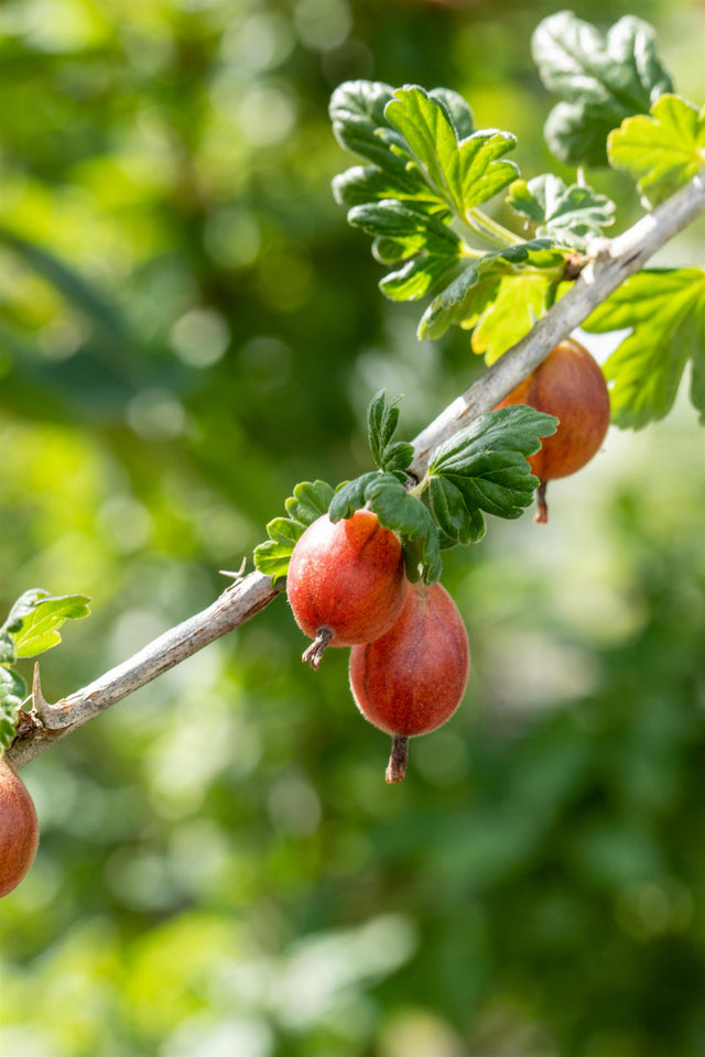 Ribes uva-crispa 'Rixanta' mit Früchten ;;ab 22,70 Euro