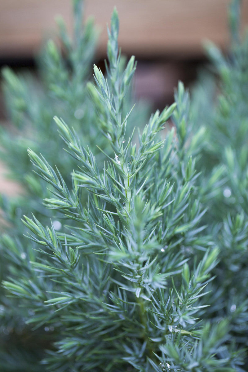 Juniperus chin. 'Stricta' (Blauer Kegel-Mooswacholder)